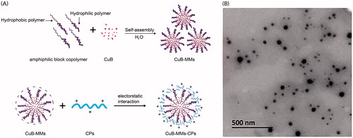 Figure 1. Formation scheme and transmission electron micrographs of CuB-MMs-CPs.
