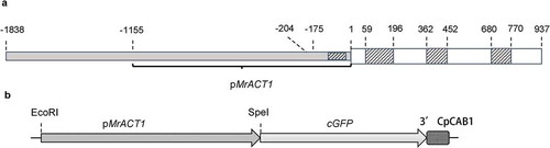 Fig 1. Schematic diagram of the partial 5′ region of Micrasterias radians var. evoluta Actin1 gene plus partial coding region as determined after TAIL PCR and 5´RACE (a) and the structure of the pMrACT1:cGFP cassette in the plasmid pAW001 (b). The A-residue in the start codon was defined as position 1. At 204 bp upstream the presumed TATA-box is located. Open boxes with white background represent the coding sequence, dashed boxes represent introns and boxes with grey background represent the 5′ flanking region