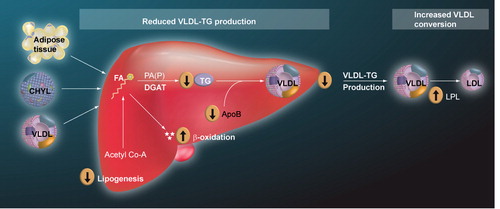 Figure 2. Potential TG-lowering mechanisms of eicosapentaenoic acid and docosahexaenoic acid.Pathogenic adipose tissue, increased postprandial CHYL and increased VLDL particles may increase free FA delivery to the liver, and increase hepatic lipid content, which are substrates for TG synthesis and, thus, VLDL production. Most evidence supports that omega-3 fatty acids inhibit hepatic TG synthesis, decrease VLDL production/secretion and increase VLDL metabolism by: decreasing lipogenesis by decreasing the enzymatic conversion of acetyl CoA to FAs; increasing β-oxidation of FA; inhibiting both PAP (an enzyme that catalyzes that reaction of converting PA to DAG) and DGAT (an enzyme that catalyzes the final step in TG synthesis); potentially increasing the degradation of apolipoprotein B; and increasing LPL activity, which is an enzyme that increases the conversion of VLDL particles to LDL particles.CHYL: Chylomicrons; DAG: diacylglycerol; DGAT: Diacylglycerol acyltransferase; FA: Fatty acid; LPL: Lipoprotein lipase; PA: Phosphatidic acid; PAP: phosphatidic acid phosphatase/phosphohydrolase; TG: Triglyceride; VLDL: Very low-density lipoprotein.Adapted from Citation[98].