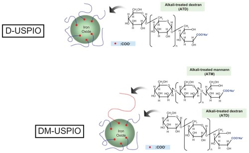 Figure 1 Illustration of D-USPIO and DM-USPIO.Note: DM-USPIO was prepared in-house by adding alkali-treated mannan to D-USPIO.Abbreviations: D-USPIO, dextran-coated ultrasmall superparamagnetic iron oxide; DM-USPIO, mannan–dextran-coated ultrasmall superparamagnetic iron oxide.