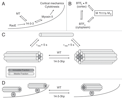 Figure 1 14-3-3 coordinates RacE, microtubules and myosin II. (A) A pathway diagram demonstrating how 14-3-3 operates downstream of RacE and microtubules (MT) but is required to maintain MT length. 14-3-3 also promotes myosin II bipolar thick filament (BTF) remodeling along the cortex (depicted by the curved line) in order to modulate cortical mechanics and cytokinesis shape change. (B) Myosin II BTF assembly occurs through a nucleation-elongation process.Citation43 The assembly incompetent form of myosin II (M0) is maintained by heavy chain phosphorylation. The assembly competent form (M) can nucleate BTFs with n monomers per BTF. These can be formed in the cytoplasm or on the cortex. Some evidence suggests that cortex anchoring may occur through some receptor R that binds to the coiled coils of the BTFs.Citation44,Citation45 (C) Alterations in 14-3-3 expression levels do not affect the recovery time (τrec = 5 s) measured by FRAP. However, the immobile fraction is increased by 14-3-3 depletion using a 14-3-3 RNAi hairpin vector (14-3-3 hp). One way to achieve this is if the myosin monomers M (depicted as rods with motor domains not shown) are able to release with similar kinetics, but if 14-3-3 helps maintain smaller BTFs (which are predicted to be exponentially distributed by sizeCitation46), then fewer monomers will be buried deep within the BTF (BTFs assemble through lateral interactions so that the BTF primarily grows by increasing in diameter rather than length). (D) 14-3-3 (along with RacE) might also form part of a cortical receptor complex (R). If the cortical receptors also help nucleate the BTFs, fewer receptors (for example by depleting 14-3-3 with 14-3-3 hp) would lead to fewer nucleation centers. This might then increase the immobile fraction as depicted in (C).