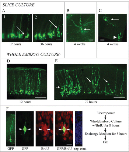 Figure 3. RG cells migrate, exhibit cellular movements, and proliferate in organotypic slice cultures and in whole embryo cultures. (A) RG cells in the embryonic turtle telencephalon labeled through electroporation. Shown are 2 time points, 12 hours and 36 hours. Electroporated cells were adjacent to the ventricle at early time points (A1), but at later time points, some RG cell bodies had translocated away from the ventricular surface (A2). (B and C) Slice cultures allowed to incubate for up to 4 weeks contained cells with mature neuronal morphologies. In C, the neuron (arrow) is located just superficial to the proliferating area of ependymal cells (arrowhead). (D and E) Representative examples of dorsal cortex that were incubated in whole embryos cultures for 12 hours (D) and 3 d (E). At 12 hours, RG cell bodies were close to the ventricle. At 72 hours, many electroporated cells had migrated or translocated into the cortex (arrows in E). (F) Whole embryos cultured with a pulse of BrdU. Left panel shows a single electroporated RG cell (green). The second panel is a higher power image of the same cell. BrdU staining revealed many mitotic cells (red), including GFP+ RG cells that were BrdU+ (green, arrowheads). The right panel is a negative control BrdU staining. DAPI stain (blue) labels all nuclei. Scale bars: A, B, C, 20 μm; D, E, 100 μm; F, 5 μm.