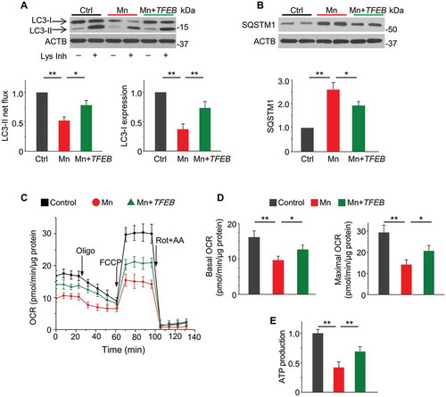 Figure 6. Overexpression of TFEB restores autophagy flux and attenuates mitochondrial respiratory defects in Mn-exposed primary astrocytes. Primary astrocytes were transfected with lentivirus carrying TFEB or empty vector and then exposed to 100 μM Mn for 24 h. (A) Western blots of LC3 in the presence and absence of lysosomal inhibitors (Lys Inh, 20 mM NH4Cl and 100 μM leupeptin) for the last 2h. ACTB is used as a loading control. Bar graphs show LC3-II flux and LC3-I protein levels (n = 4). (B) Western blots of SQSTM1. Bar graph shows summary data (n = 4). (C-D) Oxygen consumption rate (OCR) measured by XF24 extracellular analyzer at baseline and following sequential additions of 0.8 μM oligomycin, 1.5 μM FCCP, and 1μM rotenone + 1μM antimycin A. Basal and maximal OCR (D) were calculated as described in the Methods. Values are normalized to protein content. Each experimental point was an average of 5–7 replicate wells. n = 3 independent experiments. (E) Total intracellular ATP (n = 4). Values are normalized to control group in (A), (B) and (E). Values reflect means ± SD. *p < 0.05, **p < 0.01.