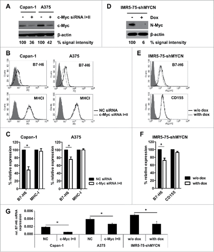 Figure 3. Transient knock-down of c-Myc or N-Myc leads to reduced B7-H6 expression in different tumor cell lines. (A-C) Capan-1 and A375 cells were transiently transfected with a 1:1 mix of two different c-Myc-specific siRNAs or negative control (NC) siRNA. (A) Western blot analysis of c-Myc and actin expression 48 h after siRNA transfection. Numbers below the blots indicate the % Myc expression relative to NC siRNA-treated cells (set as 100%). All signals were quantified relative to actin (set as 1) (B) Representative histogram overlays show cell surface expression of B7-H6 and MHC-I 48 h after siRNA transfection. Filled histogram: isotype control; open solid histogram: NC siRNA-treated cells; open dashed histogram: c-Myc siRNA-treated cells. Dead cells were excluded by gating on 7-AAD negative cells. (C) Quantification of (B). (D-F) Expression of N-Myc-specific shRNA was induced in IMR5–75-shMYCN cells by treatment with doxycyclin (dox) for 24 h. (D) Western blot analysis of N-Myc and actin expression after +/− dox treatment is depicted. Numbers below the blots indicate the % Myc expression relative to untreated cells (set as 100%). All signals were quantified relative to actin (set as 1) (E) Representative histogram overlays show cell surface expression of B7-H6 and CD155 24h after +/− dox treatment. Filled histogram: isotype control; open solid histogram: untreated cells; open dashed histogram: dox-treated cells. Dead cells were excluded by gating on 7-AAD negative cells. (F) Quantification of (E). (G) Relative B7-H6 mRNA expression to GAPDH (set as 1) was determined by qRT-PCR 24 h after siRNA transfection or +/− dox treatment. (C, F) MFI was calculated as geometrical mean of specific staining minus isotype control staining. % relative expression was calculated by setting the MFI of NC siRNA-treated cells (C) or untreated cells (F) as 100%. The mean +/− SD (n = 4) from two independently performed experiments is shown. *p <0 .05 determined by Student's t-test.