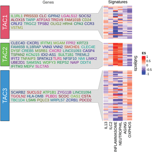Figure 1. List of gene signatures associated with each of the transcriptome-associated clusters (TACs) and GSVA heatmap of signatures associated with specific pathways. Heatmap showing the GSVA enrichment score of the pathway signatures for IL13-Th2, ILC2, inflammasome, neutrophil, aging, and OXPHOS grouped by the TACs. (Data taken from Kuo et al. T-helper cell type 2 (Th2) and non-Th2 molecular phenotypes of asthma using sputum transcriptomics in U-BIOPRED. Eur Respir J. 2017;49(2): 1602135.).
