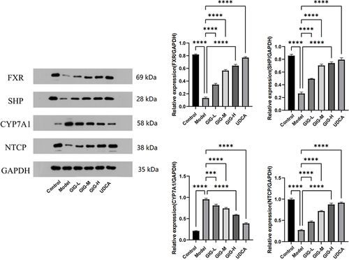 Figure 6 Effect of GIG on the ANIT-treated rat liver tissue inducing the protein expression of FXR, SHP, CYP7A1, and NTCP. Results are shown as mean ± SEM (n=5), compared with the other group, ***P<0.001, ****P<0.0001.