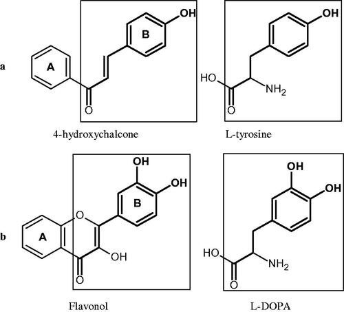 Figure 22. a) Similarity in the structure of L-tyrosine and 4-hydroxychalcones; b) Similarity in structure of L-DOPA and flavonol.