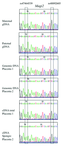Figure 3. Sequencing results of SNPs in the murine Magi2 gene. Imprinted expression was deduced by comparing genotypes of gDNA, cDNA and maternal gDNA, in placenta and other tissues.