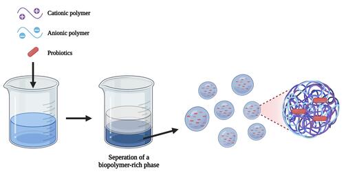 Figure 2 Complex coacervation method for encapsulation of probiotics.