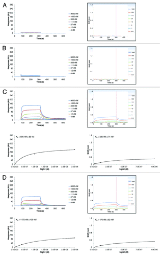 Figure 5. Comparison of SPR (left panels) and BLI (right panels) assay results of the interaction between hIgG1 and different FcRn species. The binding kinetics for hIgG1 to human (A), cynomolgus monkey (B), mouse (C) and rat (D) FcRn were recorded on both platforms at pH 7.2. For human and cynomolgus monkey negligible binding was detected, for mouse and rat FcRn, the IgG-FcRn KD values were determined using a steady-state model. The given errors represent 95% confidence intervals of the fits.