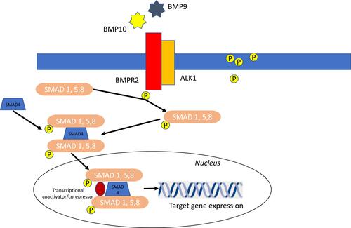 Figure 2 Schematic of BMP signaling pathway signaling implicated in PAH pathogenesis. BMP9 and BMP10 present in the circulation initiate signaling by binding and bringing together BMPR2 and ALKI. BMPR2 phosphorylated ALK1 which then propagate the signal through phosphorylation of SMAD 1/5/8. Subsequently, SMAD 4 forms a complex with SMAD 1/5/8, which translocates to the nucleus regulating the expression of target genes.