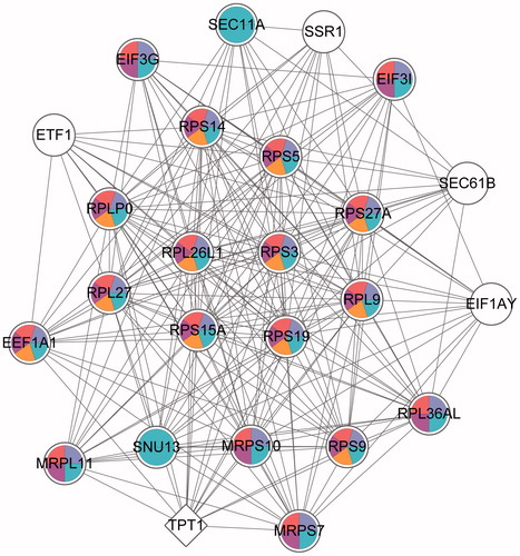 Figure 4. GO enrichment of the highest score sub-modules. Round nodes represent the upregulated genes; quadrilateral nodes represent down-regulated genes and the lines represent the interactions between the two nodes. White nodes represent these genes that are not significantly enriched in the pathway; the different colors are marked as specific GO classifications, blue: gene expression; purple: cellular macromolecule bio synthetic process; red: macromolecule biosynthetic process; rose red: translation and orange: translational elongation. GO: gene ontology (refer online version for color figure).