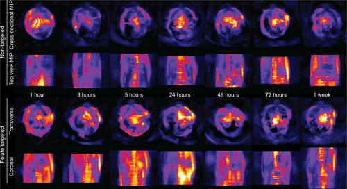 Figure S3 MSOT maximum intensity projection (MIP) images of cross-sectional and top views of mouse, showing the probe biodistribution at various time points after injection.Abbreviation: MSOT, multispectral optoacoustic tomography.