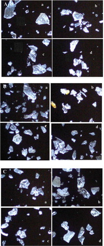 FIGURE 2 Microscopic images of extruded starches, and affiliated processing conditions (MC-SS-T); A: Corn, A-a: 15%—220 rpm—140°C, A-b: 15%—80 rpm—140°C, A-c: 30%—80 rpm—140°C, A-d: 30%—220 rpm—140°C; B: Cassava, B-a: 15%—220 rpm—140°C, B-b: 15%—80 rpm—140°C, B-c: 30%—80 rpm—140°C, B-d: 30%—220 rpm—140°C; C: Potato, C-a: 15%—220 rpm—140°C, C-b: 30%—80rpm—140°C, C-c: 15%—80 rpm—140°C, C-d: 30%—220 rpm—140°C.