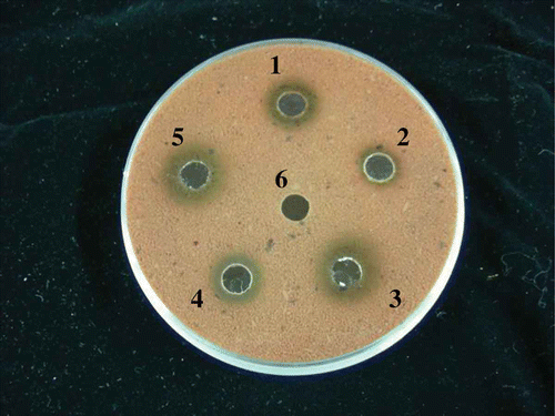 Figure 1. The fibrinolytic activity of various bacterial strains, as determined on a fibrin plate. Each strain was isolated from a different source: (1) black soybeans, (2) lotus leaves, (3) commercial natto, (4) rice bran, (5) rice straw, and (6) TSB.Figura 1. Actividad fibrinolítica de varias cepas de bacteria determinada en una plancha de fibrina. Cada cepa fue aislada de una fuente diferente: (1) frijol de soya negro, (2) hojas de loto, (3) natto comercial, (4) salvado de arroz, (5) paja de arroz, y (6) TSB.