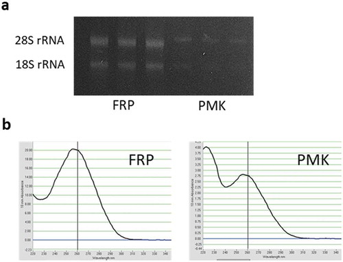 Figure 2. Quality and purity of total RNA isolated from pot-grown soybean roots extracted by FRP and PMK methods. a Agarose gel electrophoresis of RNA. b RNA spectrum