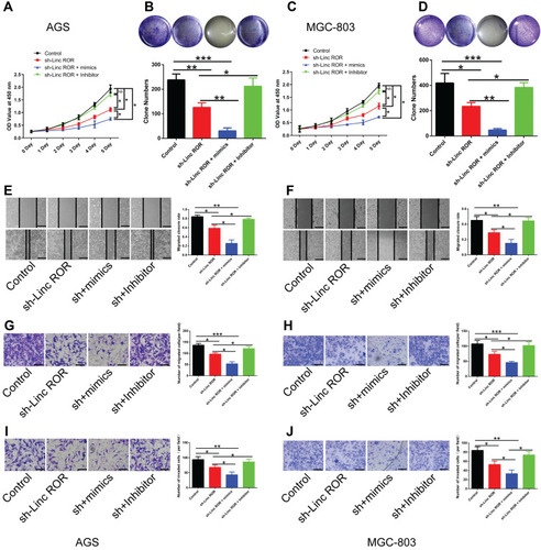 Figure 4 Linc-ROR promotes the proliferation, migration, and invasion of GC cells by acting as miR-212-3p sponge. (A and C) The effects of Linc-ROR knockdown in combination with either miR-212-3p mimics or inhibitors on the cell viability of (A) AGS and (C) MGC-803 cells. (B and D) The colony-forming ability of (B) Linc-ROR-silenced AGS and (D) Linc-ROR-silenced MGC-803 cells treated with miR-212-3p mimics or inhibitors was monitored by colony formation assay. (E–H) The migratory ability of (E and G) Linc-ROR-silenced AGS and (F and H) Linc-ROR-silenced MGC-803 cells treated with miR-212-3p mimics or inhibitors was evaluated by wound healing analysis and transwell migration assay. (I and J) The invasive abilities of (I) Linc-ROR-silenced AGS and (J) Linc-ROR-silenced MGC-803 cells treated with miR-212-3p mimics or inhibitors was measured by transwell invasion assay. Comparison among the three groups was analyzed using one-way ANOVA with LSD post hoc test. Data were expressed as means ± S.D. (n=3). *P<0.05; **P<0.01; ***P<0.001, as compared with the matched control group.