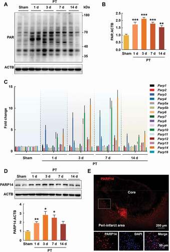 Figure 1. PARP14 is upregulated in the peri-infarct area after PT. (A-B) Representative immunoblots (A) and bar graph (B) showing western blot analysis of PAR levels in the peri-infarct cortex at day 1, 3, 7, and 14 after stroke. n = 4 animals/group. **P < 0.01 and ***P < 0.001 versus the Sham group using one-way ANOVA followed by the Holm-Sidak test. (C) qPCR analysis showing mRNA expression of each member of the PARP superfamily in the peri-infarct cortex at day 1, 3, 7, and 14 after stroke. n = 4 animals for the Sham group and n = 5 for the other groups. (D) Representative immunoblots and bar graph showing western blot analysis of PARP14 levels in the peri-infarct cortex at day 1, 3, 7, and 14 after stroke. n = 6 animals/group. *P < 0.05 and **P < 0.01 versus the Sham group using Welch ANOVA followed by Tamhane’s T2 post hoc test. (E) Confocal images showing immunostaining of PARP14 in the peri-infarct cortex at day 3 after stroke