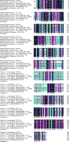 Figure 1. Multiple alignments of representative β-galactosidases from thermophiles.