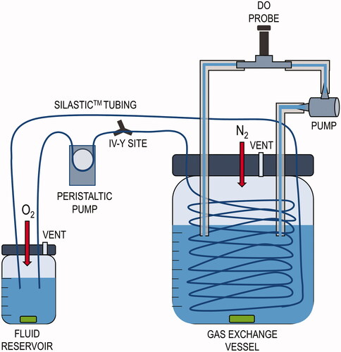 Figure 1. Experimental set-up. In vitro oxygenation set-up established by Jayaraman et al. [Citation12], used to simulate gas exchange and oxygen delivery from the lungs (fluid reservoir) to hypoxic tissues (gas exchange vessel).