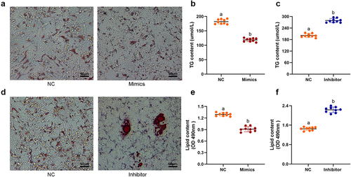 Figure 2. miR136 promoted proliferation but inhibited differentiation of preadipocytes. (a) Sheep preadipocytes and oil red O staining. The red dots are lipid droplets inside the cell stained red by oil red O. Scales bar: 50 µm. (b and e) TG content in preadipocytes after different treatment. (c and f) Lipid content in preadipocytes after different treatment. Data are presented as ‘mean ± SD’. Different lowercase letters at the top of each bar denote significant differences among groups. The difference between groups was compared by Student’s t-test of unpaired data, P < 0.05.