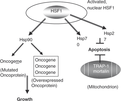 Figure 1. Role of the HSR in breast cancer. Activated nuclear HSF1 is depicted leading to the expression of Hsp27 and Hsp70 that block programmed cell death and Hsp90 that fosters the accumulation of oncoproteins. Oncoproteins may be mutated (oncogeme) or over-expressed [oncogene, oncogene, oncogene]. Apoptosis is inhibited by Hsp27 and Hsp70 in the cytosol or by TRAP-1 and/or mortalin in the mitochondria.