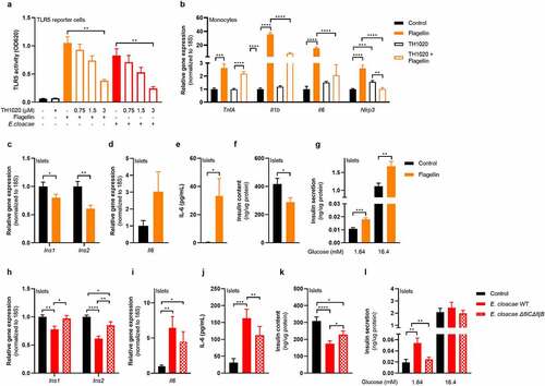 Figure 5. Flagellin induces beta-cell dysfunction in pancreatic islets.