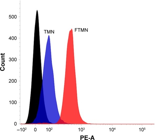 Figure 3 In vitro cellular uptake study of TMN and FTMN in Y79 cancer cells. The cellular uptake was studied by flow cytometer.Abbreviations: PE-A, phycoerythrin; TPT, topotecan; TMN, TPT-loaded mesoporous silica nano particles; FTMN, TPT-loaded mesoporous silica nanoparticles surface conjugated with folic acid.