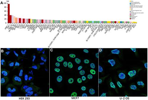 Figure 3 SEPHS2 expression profiles in human cell lines. (A) SEPHS2 expression levels across 69 different cell lines. (B–D) Immunofluorescence staining image of SEPHS2 in cell lines.