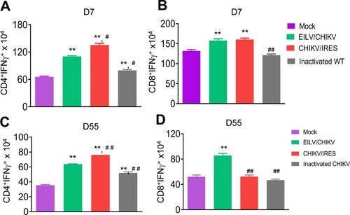 Figure 4. EILV/CHIKV triggers long-lasting CD8+ T cell responses compared to CHIKV/IRES in mice. 4-week-old B6 mice were vaccinated with 108 PFU non-purified EILV/CHIKV, 5log10 PFU CHIKV/IRES, 8.3 log10 PFU formalin-inactivated wild-type CHIKV, or PBS (mock). At day 7 (A,B) and day 55 (C,D) post-vaccination, splenocytes were cultured ex vivo with PMA and ionomycin for 4 h, and stained for IFN-γ, CD3, and CD4 or CD8. Total T cells were gated. Total number of IFN-γ+ T cell subsets per spleen is shown. n = 5–7. **P < 0.01 compared to mock group. #P < 0.01 or ##P < 0.01 compared to EILV/CHIKV vaccinated group. One experiment was shown here.
