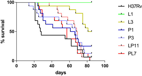 Figure 3 BALB/c mice survival after intravenous infection via the tail vein. Kaplan–Meier survival curves of groups of 16 mice infected with six representative mutants, or H37Rv strain. The median survival times of BALB/c mice were 27.5, undefined, 83, 63.5, 67, 68.5, and 57 days in the H37Rv, L1, L3, P1, P3, LP11 and PL7 groups, respectively.