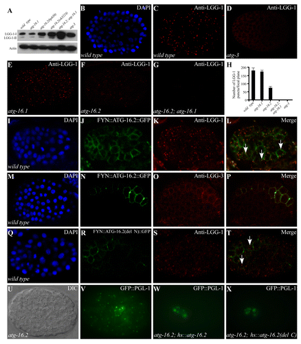 Figure 2. Expression of LGG-1 in atg-16 mutants. (A) Western blot analysis shows the levels of LGG-1-I and LGG-1-II in various autophagy mutants. (B and C) LGG-1 forms distinct punctate structures in a wild-type embryo at the ~100 to 200-cell stage. (B). DAPI image of the embryo shown in (C). (D) LGG-1 is diffusely localized and does not form aggregates in atg-3 mutants. (E) atg-16.1 mutant embryos show a wild-type pattern of LGG-1 puncta. (F and G) LGG-1 puncta are greatly reduced in atg-16.2 mutant embryos (F) and absent in atg-16.2; atg-16.1 mutant embryos (G). (H) Average number of LGG-1 puncta per confocal image in various mutants. Error bars represent the s.d. of five confocal images. (I–L) Localization of LGG-1 puncta to the plasma membrane in embryos expressing FYN::ATG-16.2::GFP (labeled by arrows). 60.5 ± 0.11% of LGG-1 puncta (n = 445) are located on the plasma membrane. (M–P) LGG-3, detected by anti-LGG-3 antibody, also forms a few puncta on the plasma membrane in embryos expressing FYN::ATG-16.2::GFP. (Q–T) LGG-1 puncta are largely dispersed in the cytoplasm (indicated by arrows) in embryos expressing FYN::ATG-16.2(del N)::GFP, in which the N-terminal ATG-5-interacting domain is deleted. Only 25.1 ± 0.03% of LGG-1 puncta (n = 490) are located on the plasma membrane. (U and V) GFP::PGL-1 granules accumulate in somatic cells in atg-16.2 mutant embryos. (U) Nomarski image of the embryo shown in (V). (W) A Phs::atg-16.2 transgene rescues the accumulation of PGL granules in somatic cells in atg-16.2 mutant embryos. GFP::PGL-1 is restricted to the germline precursor cells Z2 and Z3. (X) Ectopic accumulation of PGL granules in atg-16.2 mutant embryos is rescued by a Phs::atg-16.2(del C) transgene, in which the C-terminal WD repeats are deleted. (U–X). The embryos were at about the 200-cell stage.