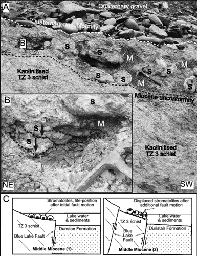 Figure 10  Miocene unconformity on TZ 3 schist at Manuherikia flats. A, Outcrop photo showing the Bannockburn Formation resting unconformably on kaolinitised schist. Mudstone (M) fills interstices between stromatolites (S). B, Close-up view of stromatolites and mudstone in black box in A. Arrows point in the direction of stromatolite encrustation on schist cobbles. C, Cartoons (not strictly to scale) of a northeast to southwest section across the Blue Lake Fault at the outcrop in A show possible Miocene evolution of the site. In the first panel, stromatolites are in life position on a fault scarp with encrustations growing upwards. The second panel shows dead stromatolites redeposited after continued fault movement.