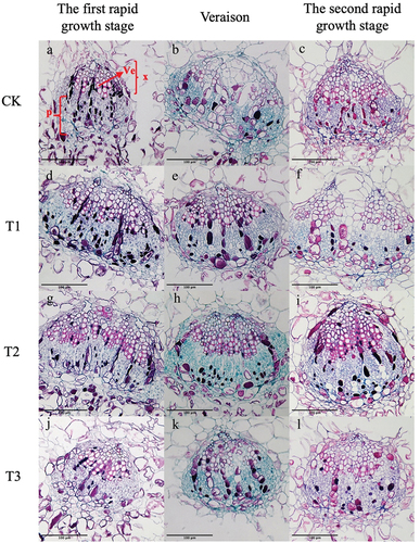 Figure 6. Cross-sectional microstructure of central vascular bundles (e-h) of ‘Shine Muscat’ grapes under CK (a-c), T1 (d-f), T2 (g-i) and T3 (j-l) treatments at the first rapid growth stage、veraison and the second rapid growth stage. X: xylem; P: phloem; V: vessel; Scale bar =100 μm.