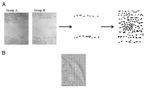 Figure 8. Schematization of the image analysis method. (A) Example of scanned images from group A (A, HCT-8FUres), and group B (B, HCT-8) after 6 h of migration. Single cells were contoured with a fine black marker. The second panel shows a group B (HCT-8) representative image after post-production by Photoshop taken after 6 h of migration. The third panel shows an example of sheet grouping cells analyzed of the same image. (B) Example of zoomed image of a single cell with an overlapped grid. The width of a single square side is 10 pixels, that is 4.96 µm.