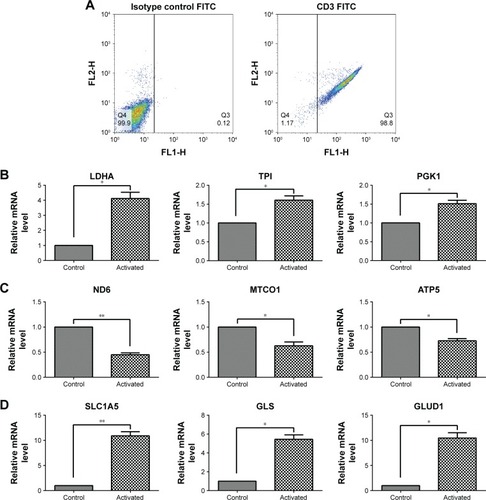 Figure 1 Gene expression associated with glycolysis, oxidative phosphorylation, and glutaminolysis in T cells after activation by PMA/Iono for 5 hours.