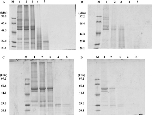 Figure 2. Gastrointestinal digested analysis of glycated glycinin and β-conglycinin. (A) gastrointestinal digested β-conlycinin; (B) gastrointestinal digested glycated β-conglycinin; (C) gastrointestinal digested glycinin; (D) gastrointestinal digested glycated glycinin. M: low molecular weight protein. 1–5: stomach, duodenum, middle jejunum, caecum, colon.