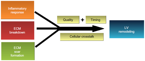 Figure 1 Remodeling of the left ventricle following myocardial infarction is the product of the inflammatory response and turnover of the extracellular matrix to remove necrotic myocytes and generate an infarct scar.