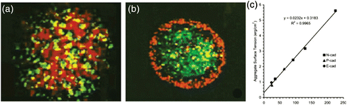 Figure 43. Foty and Steinberg Citation542 showed that cell–cell adhesion is an essential factor for cell sorting in re-aggregates. The surface tension of the cluster appears to be a linear function of the Cadherin expression level. Figures were adapted from Foty and Steinberg Citation542 with permission from Elsevier.