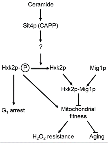 Figure 6. A model for the role of Sit4p in the regulation mitochondrial function. In parental cells, dihydroceramides (dh-Cer) and phytoceramide (phyto-Cer) levels are kept low, preventing the dephosphorylation of hexokinase 2 (Hxk2p) in serine-15, indirectly regulated by the ceramide-activated protein phosphatase Sit4p. In sit4Δ cells, the increase of Hxk2p phosphorylation contributes to mitochondrial fitness, increasing oxidative stress resistance and chronological lifespan. In isc1Δ cells, the higher levels of dh-Cer- and phyto-Cer activate Sit4p leading to Hxk2p dephosphorylation. This results in mitochondrial dysfunction, leading to a disturbed redox homeostasis, premature aging and oxidative stress sensitivity. Other proteins regulated by Sit4p may also contribute to these phenotypes.