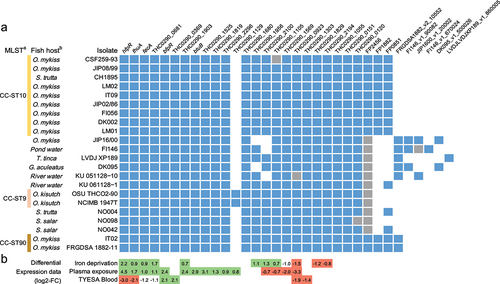 Figure 1. Conservation and gene expression of the 24 TonB-dependent receptors encoded in the genome of strain OSU THCO2-90. (a) in silico prediction of TBDR encoding genes. The list of TBDR encoding genes was retrieved by in silico prediction of the plug and ß-barrel domains. Conservation in a selection of 22 isolates: gene present (blue), truncated (grey), absent (white). (a)MLST and genomic data are from Duchaud et al. [Citation42]. CC-ST: clonal complex-sequence type. (b)fish host: Oncorhynchus mykiss, Salmo trutta, Tinca tinca, Gasterosteus aculeatus, Plecoglossus altivelis, Oncorhynchus kitsutch, Salmo salar. (b) TBDR-encoding genes significantly upregulated (green) and down-regulated (red) in strain OSU THCO2-90 in iron-limited condition (TYES + 25 µM 2,2’-dipyridyl), under rainbow trout plasma exposure or in the presence of blood (TYES agar supplemented with 10% horse blood). Differential expression is expressed as log2-fold change values retrieved from Guérin et al. [Citation31] (https://fpeb.Migale.inrae.fr).