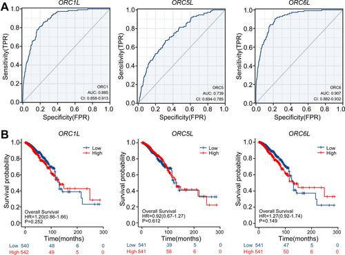Figure 4 Diagnostic and prognostic values of ORC1L, ORC5L and ORC6L in BC. (A) The ROC was plotted to estimate the diagnostic value of ORC1L, ORC5L and ORC6L expression in BC. (B) Kaplan–Meier method illustrated the impacts of ORC1L, ORC5L, and ORC6L on OS.