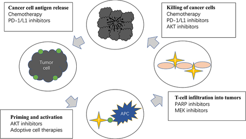 Figure 1 Current immunotherapy and combination therapeutic strategies for the treatment of triple-negative breast include killing of cancer cells, prevent cancer cell antigen release, promote T-cell infiltration into tumors and activate immune system. The main agents include chemotherapy, PD-1/L1 inhibitors, AKT inhibitors, PARP inhibitors and MEK inhibitors.
