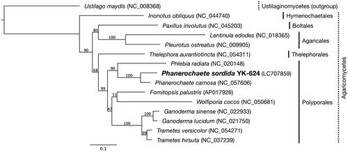 Figure 3. Phylogenetic relationships among 14 Agaricomycetes and an Ustilaginomycetes. The phylogenetic analysis was conducted by the neighbor-joining method based on the concatenated amino acid sequences of 14 conserved protein-coding genes (atp6, atp8, atp9, cob, cox1–3, nad1–6, and nad4L). Ustilago maydis (NC_008368) served as an outgroup. The bootstrap support values are shown at each node. The scale bar indicates the number of substitutions per site.