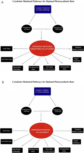Figure 2. Graphical abstract as A showing the physiological mechanism adopted by maize seedlings when cZ was applied exogenously. The exogenous treatment reduced the endogenous IAA level while enhancing the endogenous GA4 level which in turn accumulated secondary metabolites to improve the photosynthetic rate while compromising root growth and as B showing the physiological mechanism adopted by maize seedlings when cytokinin was inhibited. The inhibition treatment enhanced the endogenous IAA level while reducing the endogenous GA4 level which in turn accumulated secondary metabolites to improve the root growth while compromising photosynthetic rate.