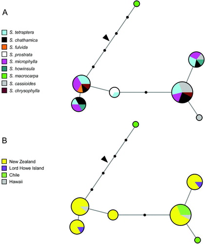 Figure 3 Median-joining haplotype networks for the chloroplast-expressed nuclear gene glutamine synthetase (ncpGS) sequences obtained from Sophora sect. Edwardsia indicating (A) species and (B) geography. The size of each circle is proportional to haplotype frequency. Solid circles correspond to missing intermediate haplotypes. The position of the root, where the outgroup S. tomentosa joins the network, is indicated by an arrow.