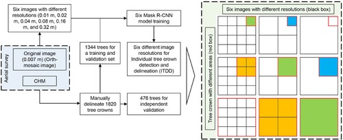 Figure 2. Flowchart for this study. The light blue color in the box represents the products derived from UAV imagery; the light green color in the box represents the influence of image resolution, tree-crown size, and crown resolution on individual tree crown detection and delineation (ITDD). The combination of image resolution and tree-crown size in the green, orange, and blue color have the same crown resolution, respectively.