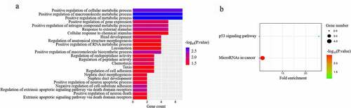 Figure 4. GO functional analysis (a) and KEGG pathway (b) analysis of differentially expressed RNAs in microbiota-mediated colorectal cancer