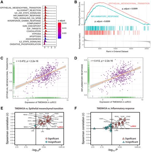 Figure 4 Functional enrichment analysis. (A) The results of the gene set enrichment analysis (GSEA). (B) The selected pathways enriched in the GSEA. (C) Significant positive correlation of TMEM45A expression with EMT in patients with ccRCC. (D) Significant positive correlation of TMEM45A expression with the inflammatory response pathway in patients with ccRCC. (E) Correlation analysis of TMEM45A and EMT in the pan-cancer analysis. (F) Correlation analysis of TMEM45A and the inflammatory response pathway in the pan-cancer analysis.