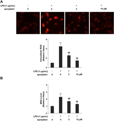Figure 2 Aprepitant prevented LPS-induced oxidative stress in RAW264.7 macrophages. Cells were treated with 1 μg/mL LPS in the presence or absence of aprepitant (5, 10 μM) for 24 h. (A) Intracellular ROS was determined by dihydroethidium (DHE) staining. (B) The levels of malondialdehyde (MDA) were measured (**, ##, $$, P<0.01 vs the control group, the 1 μg/mL LPS group, the 1 μg/mL LPS+5 μM aprepitant group, respectively).